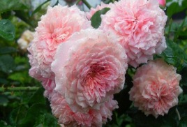 Розы голландские фото с названиями